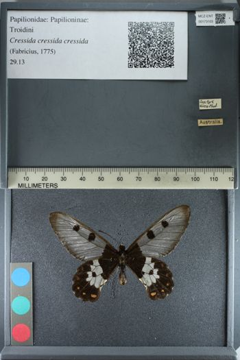 Media type: image;   Entomology 173103